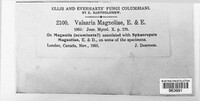 Image of Valsaria magnoliae